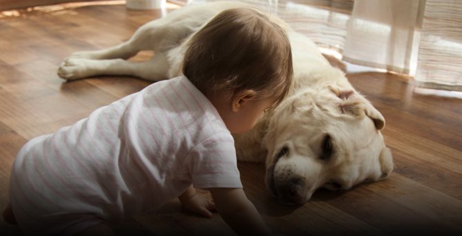 Welke honden zijn geschikt voor kinderen?